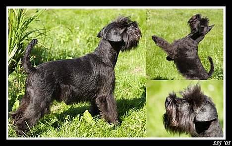 Dvaergschnauzer Sváva's Ayla - Thea - Thea ( Sváva´s Ayla ) billede 9