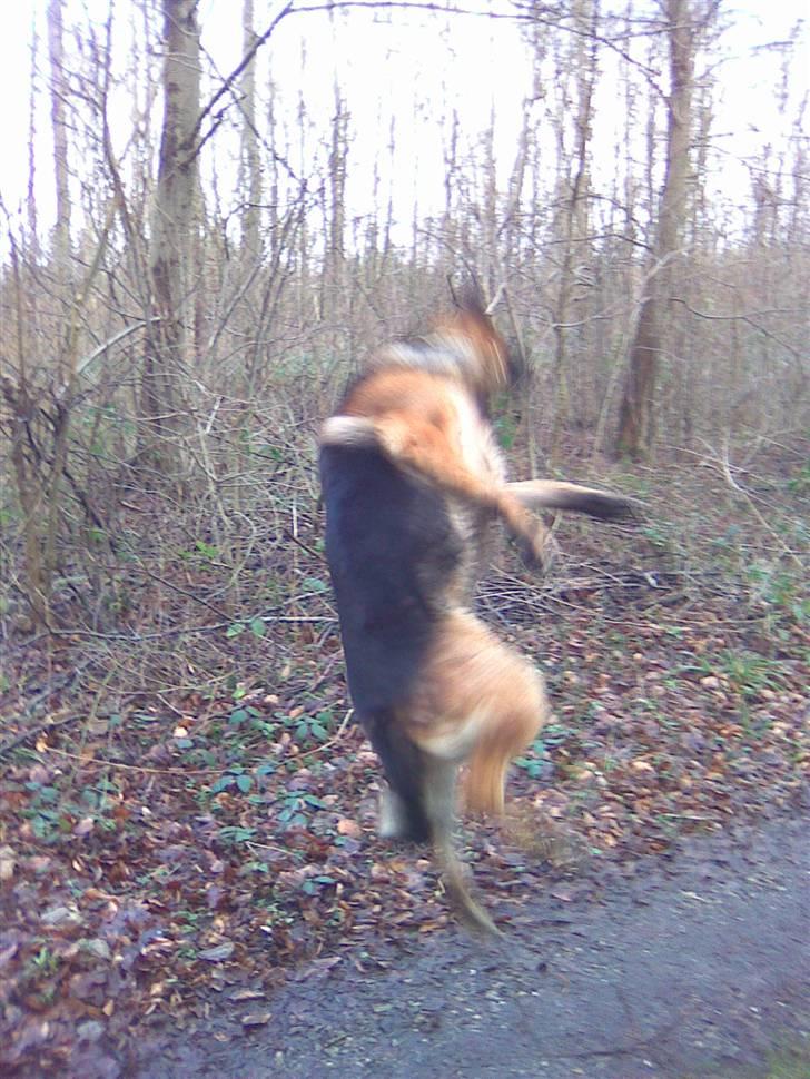 Schæferhund Atlas Flokkenlund billede 18