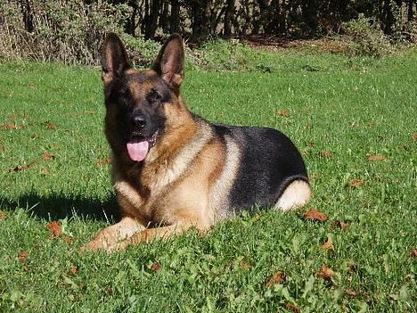 Schæferhund Atlas Flokkenlund billede 19