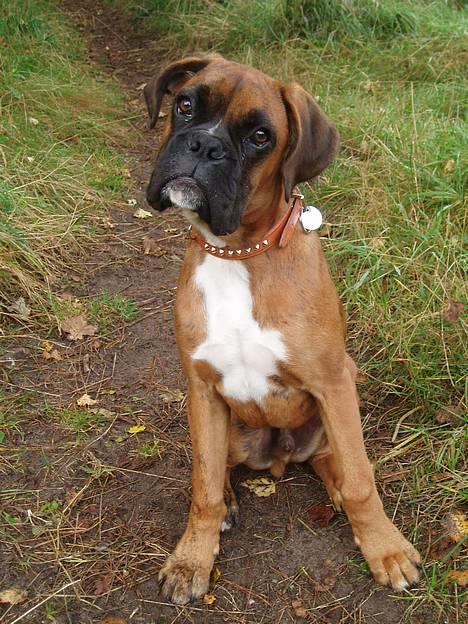 Boxer Odin - Hvad siger du......?? billede 1