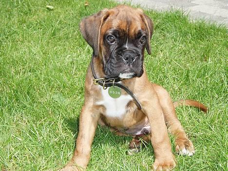 Boxer Odin - Her er jeg ca 10 uger gammel. billede 2