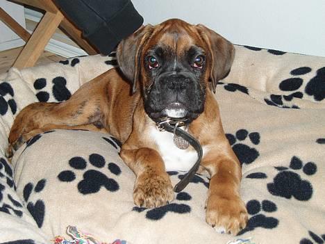 Boxer Odin - Jeg har fået en lækker hundeseng! billede 3