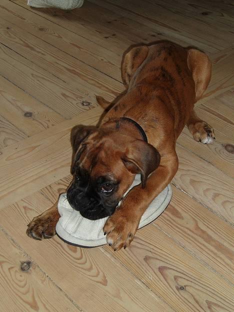 Boxer Odin - Jeg har også fået min mors gamle sutsko! billede 4