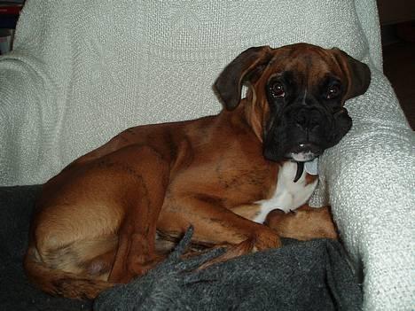 Boxer Odin - -Og min helt egen lænestol. Er jeg ikke heldig? billede 5