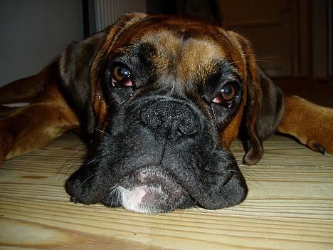 Boxer Odin - Her flader jeg rigtigt ud på gulvet... billede 6
