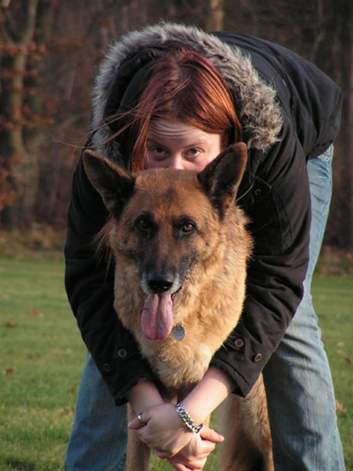 Schæferhund Rico RIP - Tina og Rico billede 16