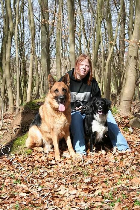 Schæferhund Rico RIP - Fællesbillede billede 17