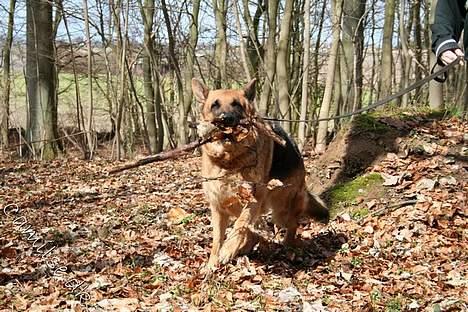 Schæferhund Rico RIP - Flot gren ikke ;) billede 18