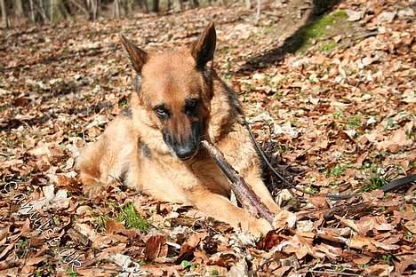 Schæferhund Rico RIP billede 19