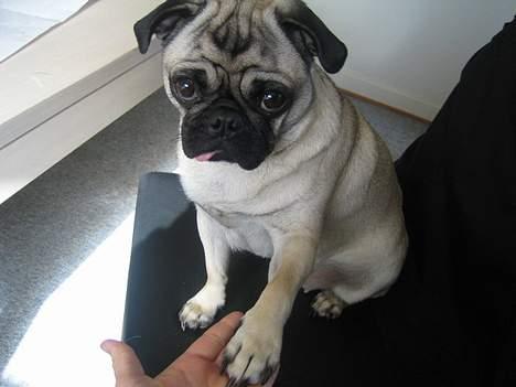 Mops Abby - Hvor er min godbid??? billede 18