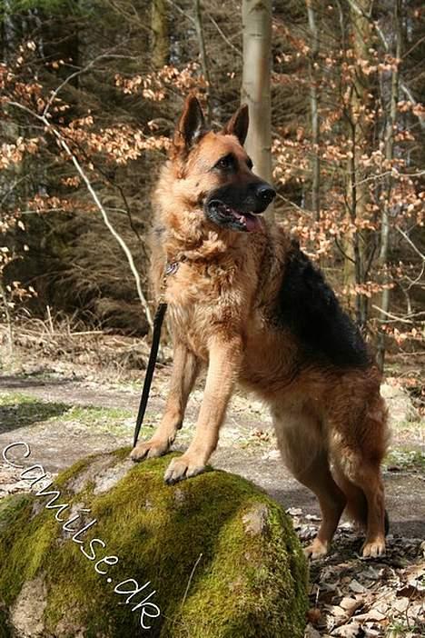 Schæferhund Rico RIP - Rico- King of the World :D billede 20