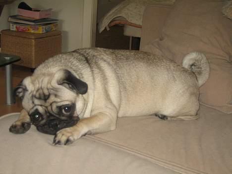 Mops Abby - DET VAR IKKE MIG.... billede 19