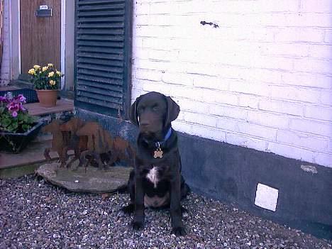 Blanding af racer balder billede 1