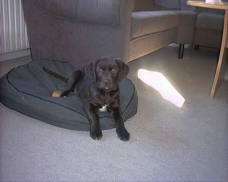 Blanding af racer balder billede 2