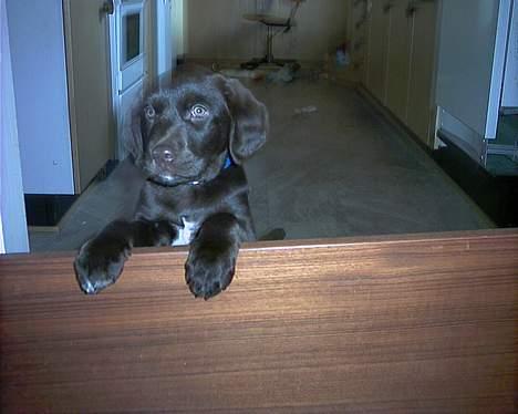 Blanding af racer balder billede 3