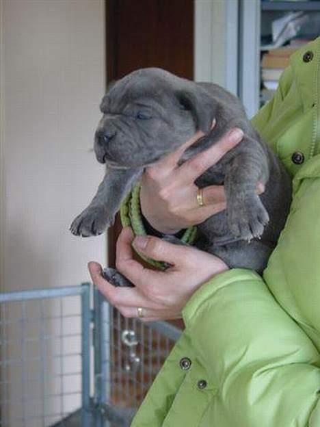 Cane corso Campo Di Cavello Sama billede 11
