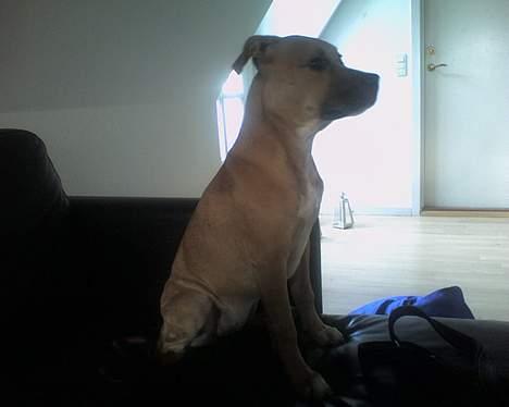 Staffordshire bull terrier Kida  billede 4