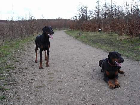 Dobermann Fox Vom Löven Dom/ Mozart - Sanguesa Tahiti og Mig i hundeskoven i kirkendrup billede 12