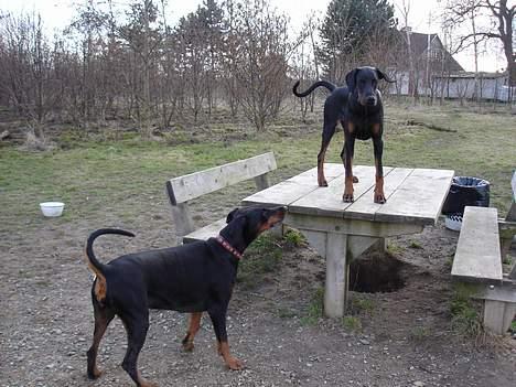 Dobermann Fox Vom Löven Dom/ Mozart - Sanguesa Tahiti og Mig i hundeskoven i kirkendrup billede 13