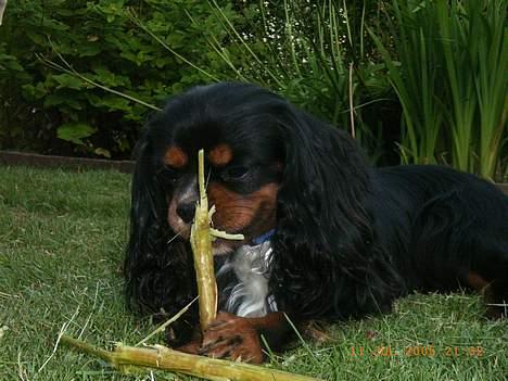 Cavalier king charles spaniel Sofus - Uhh... Den her smager altså godt.. billede 5