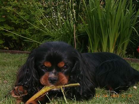 Cavalier king charles spaniel Sofus - Nu skal i altså ikke forstyrre mig ! billede 6