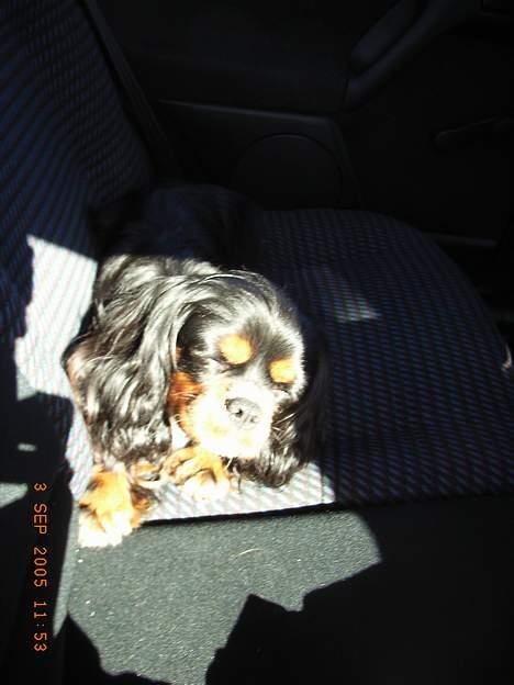 Cavalier king charles spaniel Sofus - Sofus tog sig lige en lille lur. billede 7