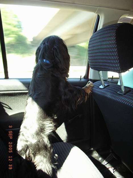 Cavalier king charles spaniel Sofus - Jeg elsker bare og køre i bil :D billede 8