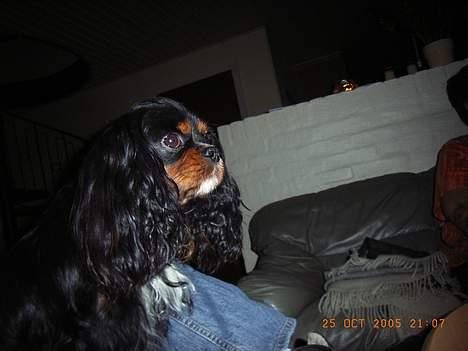 Cavalier king charles spaniel Sofus - Hvad mener du med det ? billede 9