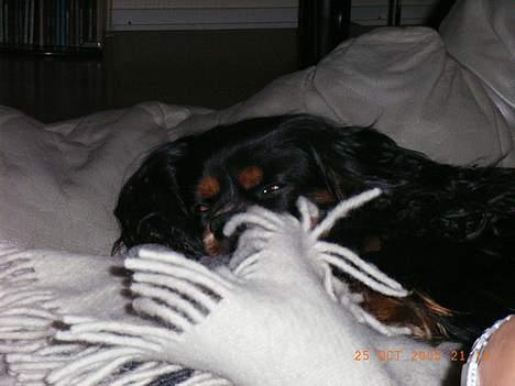 Cavalier king charles spaniel Sofus - En meget træt lille hund... billede 10