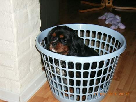 Cavalier king charles spaniel Sofus - Se.. Jeg kan lige være her i... billede 11