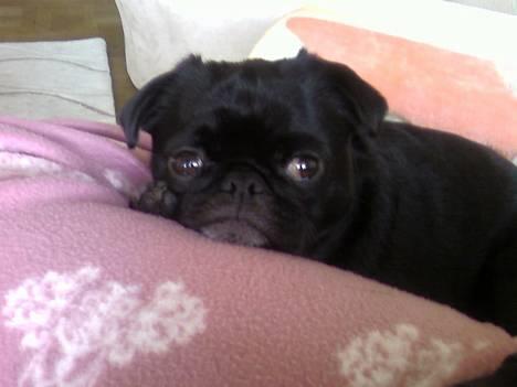 Blanding af racer Tipo - dovner den lige for en 10ér billede 1