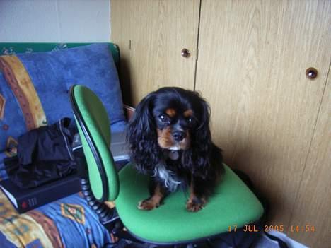 Cavalier king charles spaniel Sofus - I´m the king of the kontorstol... billede 12