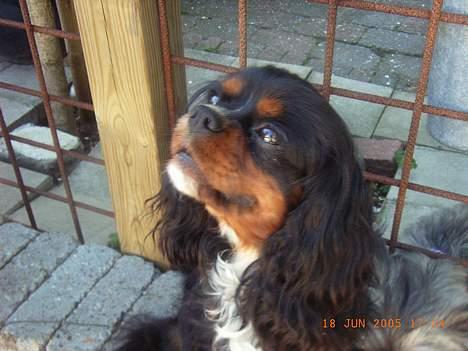 Cavalier king charles spaniel Sofus - Jeg ved godt jeg er dejlig :D billede 13