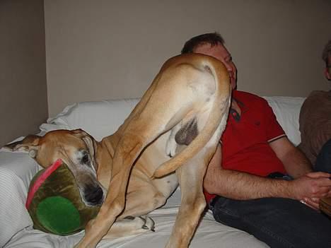 Grand danois Tjalfe (1998 - 2008) - Tjalfe kæmper med en gæst, om den bedste plads i sofaen. billede 6