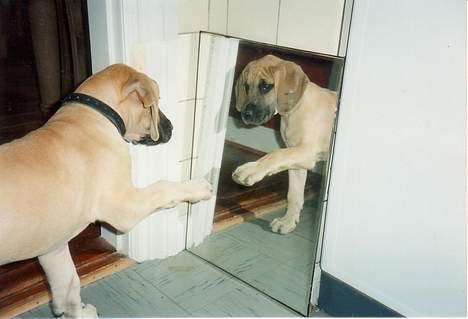 Grand danois Tjalfe (1998 - 2008) - Tjalfe ser en nuttet hvalp i spejlet. billede 7