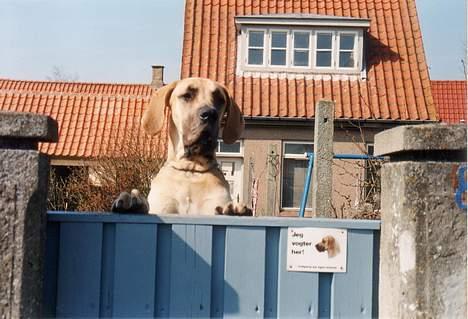 Grand danois Tjalfe (1998 - 2008) - Stor farlig hvalp billede 8