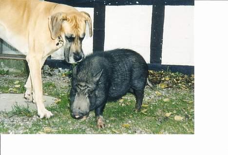 Grand danois Tjalfe (1998 - 2008) - Tjalfe og Emma. billede 9