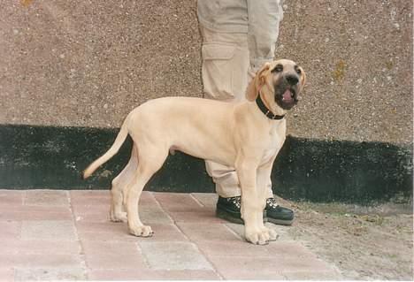 Grand danois Tjalfe (1998 - 2008) - En meget utålmodig fotomodel. billede 10