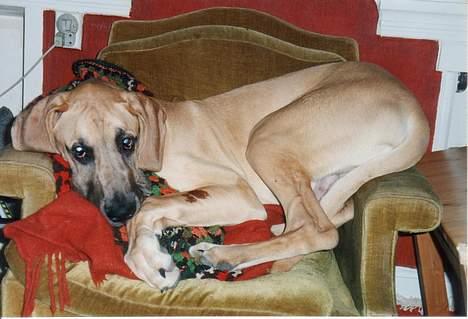 Grand danois Tjalfe (1998 - 2008) - Jeg kan sagtens være her. billede 11