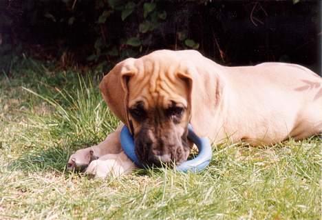 Grand danois Tjalfe (1998 - 2008) - Jeg er så sød. billede 12