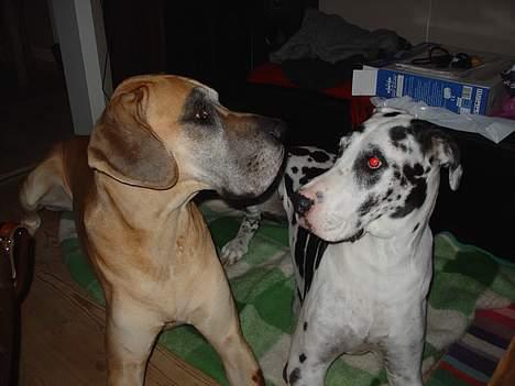 Grand danois Tjalfe (1998 - 2008) - Tjalfe og hans bedste veninde Tello. billede 13