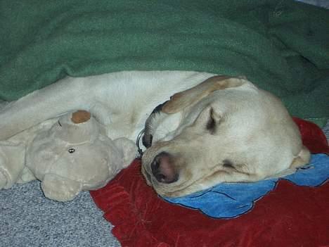 Labrador retriever Zippo (Gul Formel 1) - Sovende Zippo med hans egen lille bamse, pude og tæppe billede 1