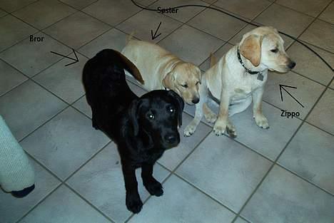 Labrador retriever Zippo (Gul Formel 1) - Zippo som hvalp sammen med 2 af sine søskende billede 3