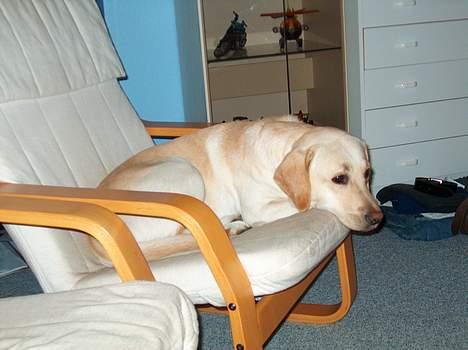 Labrador retriever Zippo (Gul Formel 1) - Så ser han lige fjernsyn billede 4