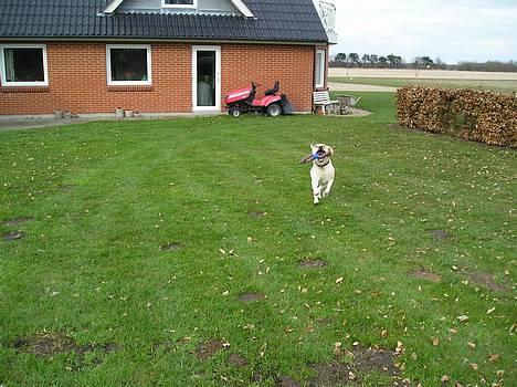 Labrador retriever Zippo (Gul Formel 1) - Ahhh leg billede 5