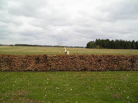 Labrador retriever Zippo (Gul Formel 1) - Over hækken billede 6