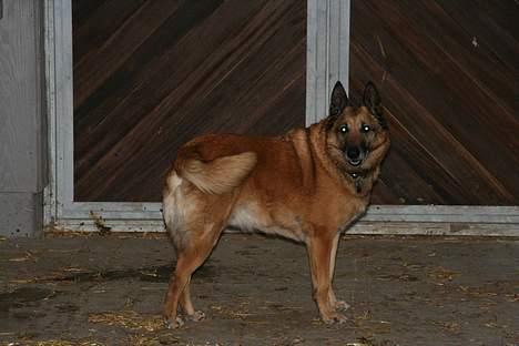 Belgisk hyrdehund Tyson(død) - Tyson ude hved hestene billede 3