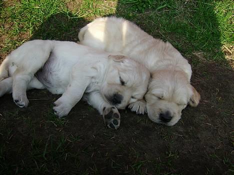 Blanding af racer Freja billede 15