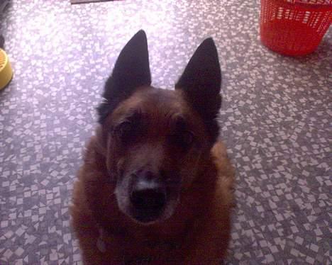Belgisk hyrdehund Tyson(død) - han er lidt genert billede 4