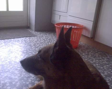 Belgisk hyrdehund Tyson(død) - det er udmattene at være fotomodel billede 5